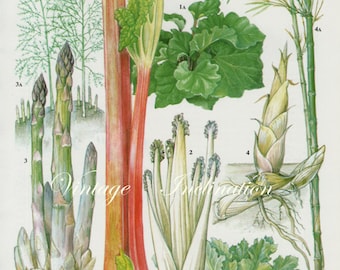 Vintage Botanical Print Antique RHUBARB, plant print botanical print, bookplate art print, asparagus fruit plants plant wall