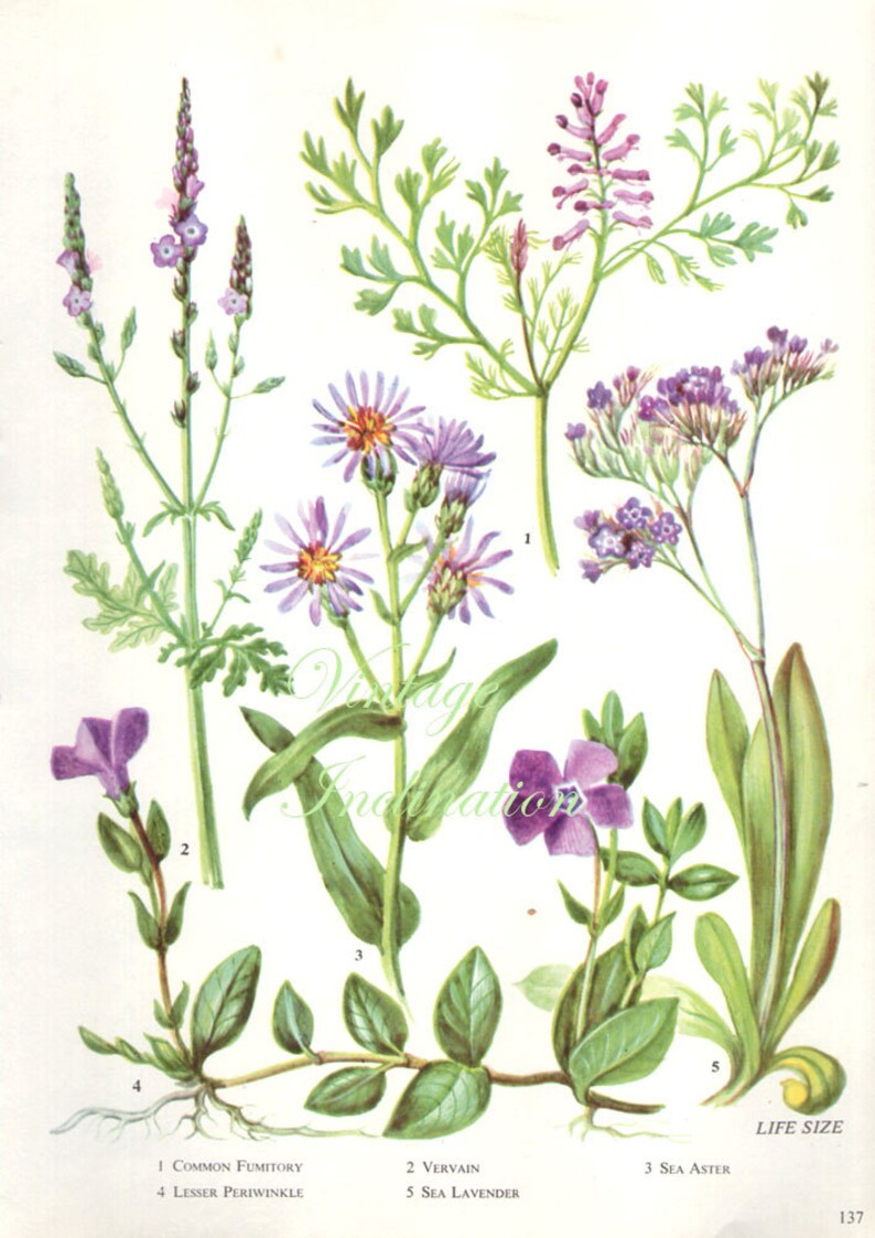 HERBS SEA LAVENDER Herbs Vintage Botanical Print Antique, Plant Print ...