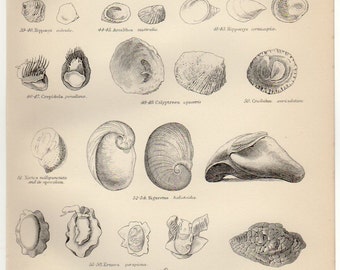 1888 SHELLS Engraving Print GASTEROPODS Plate 3 - 131 Year Old Natural History Ocean Seashell Collecting Sea Shell Print