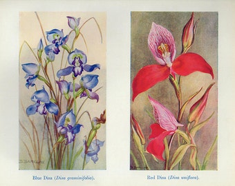 Vintage 1935 Botanical Print Antique BLUE RED DISA flowers plant print botanical print, red bookplate art print plants plant wall