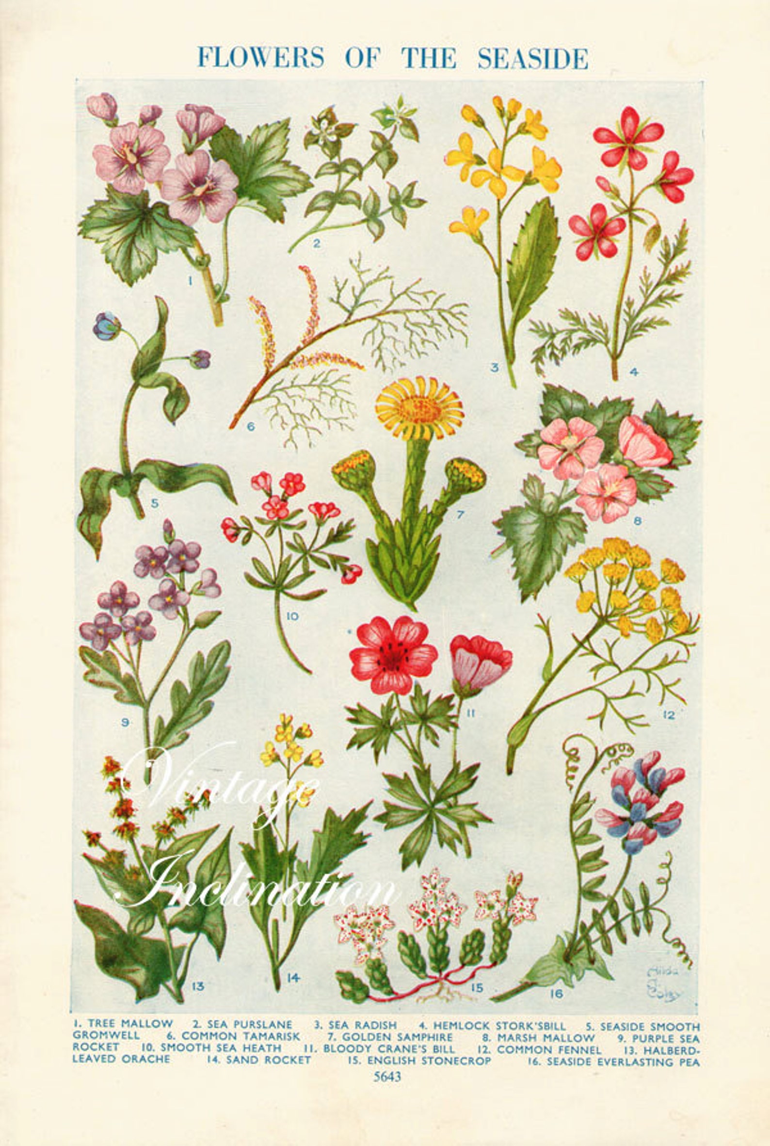 1938 Antique flower art print FLOWERS Of The SEASIDE double | Etsy