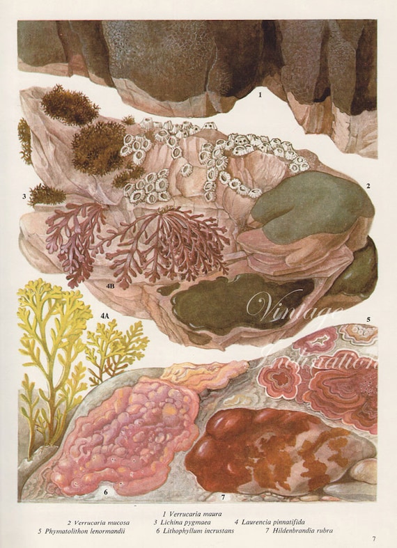 Impresion Botanica Vintage Antique British Seaweed 7 Etsy