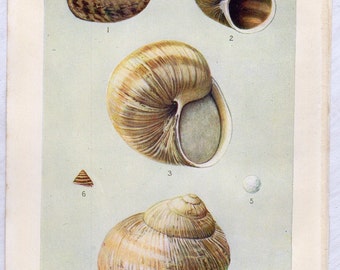 Antique Snails Shells Plate 2, antique molluscs lithograph - vintage