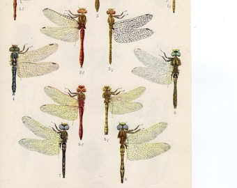 Antique Natural History Print DRAGON FLIES 5 1950 INSECTS Woodland Forest Illustration - flying insects Insects Art Print