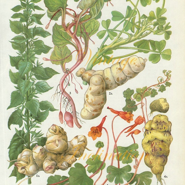 Vintage Vegetable ARTICHOKE kitchen decor wall hanging botanical illustration vintage art print 179