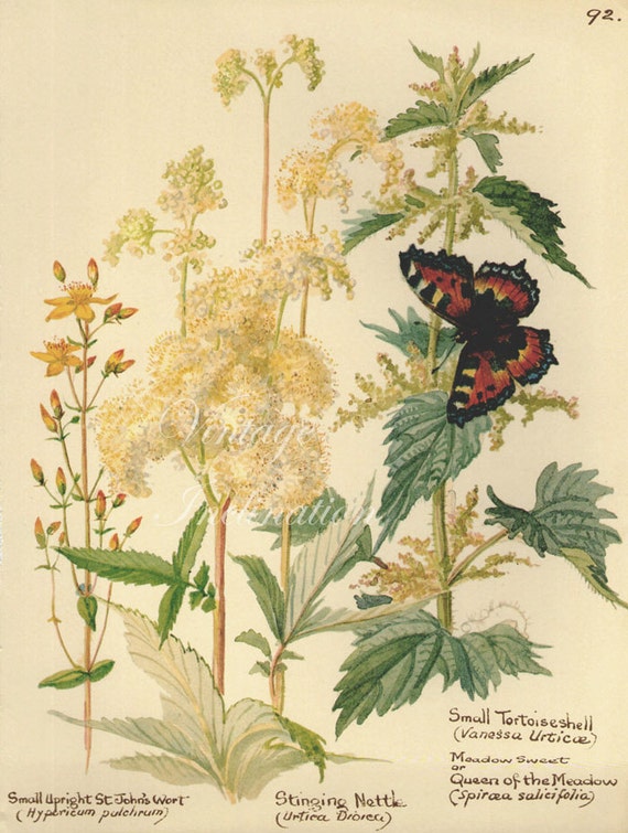 Antique Print English Flowers Butterflies Edwardian Chart Etsy