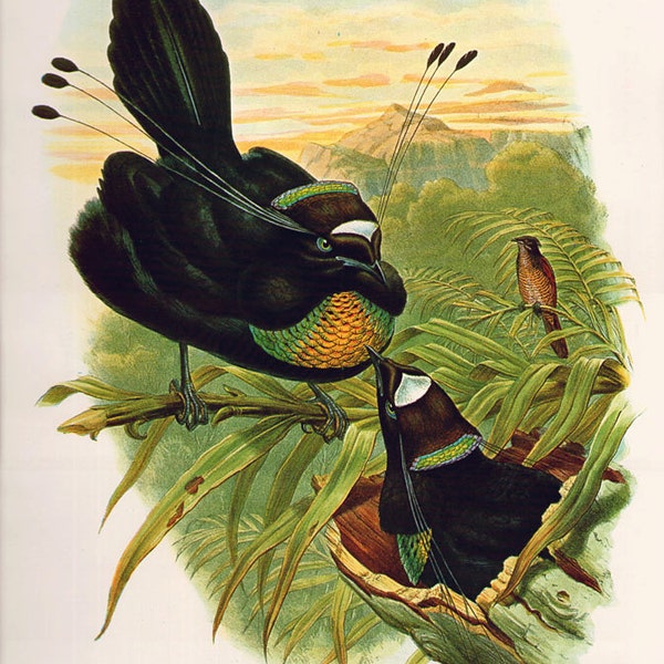 Antique Print, Arfak Paradise Bird, Victorian birds chart beautiful wall art vintage color lithograph illustration 1970 woodlands garden