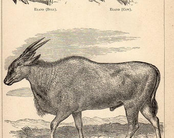 Antique Print, Eland cow and bull, Engraving, beautiful wall art vintage engraved b/w illustration animals 47