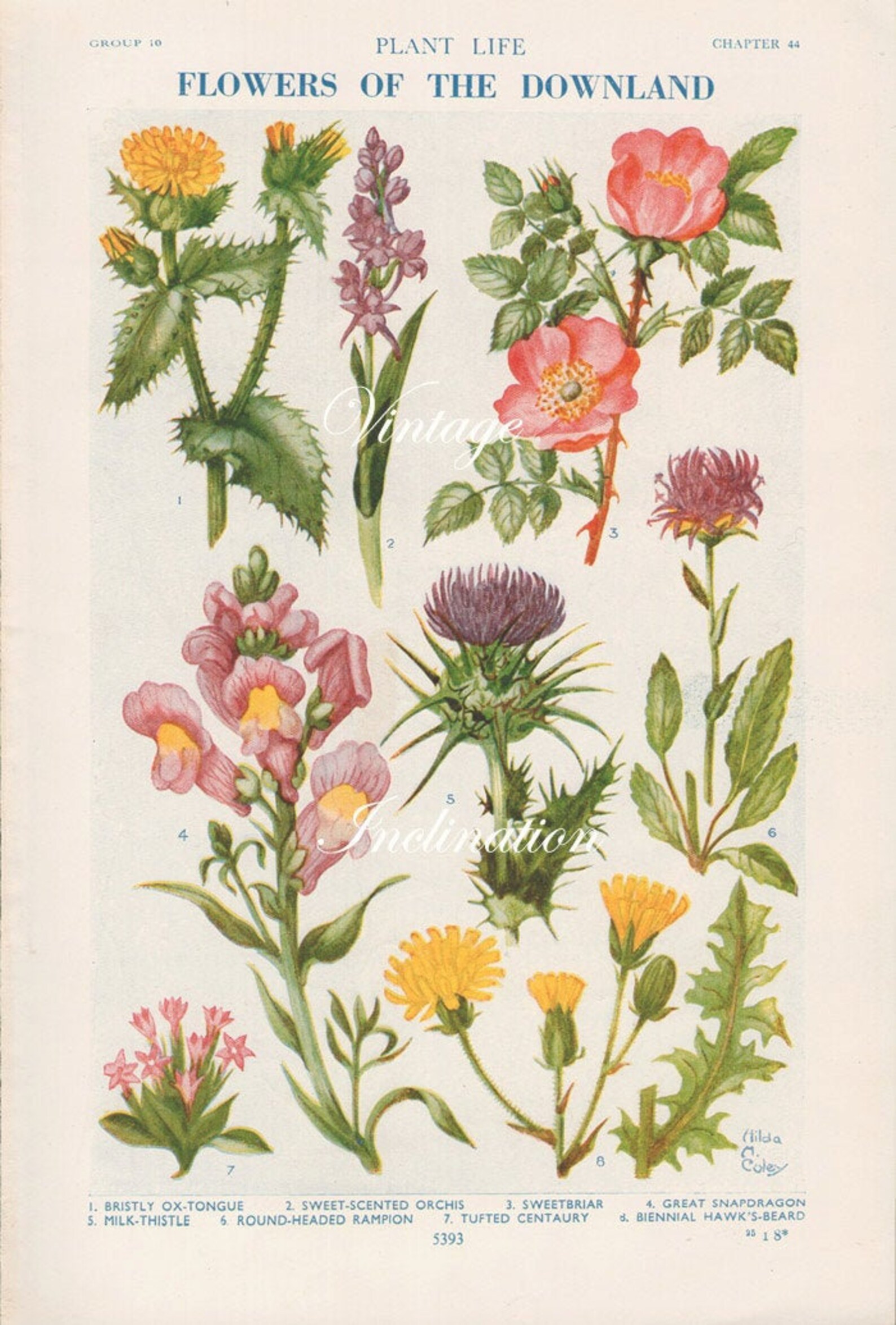 1930s Antique flower art print Flowers of the Downland Etsy