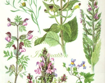 HERBS FIGWORT Vintage Botanical Print Antique, plant print 141 botanical print, bookplate art print, herb plants plant wall print