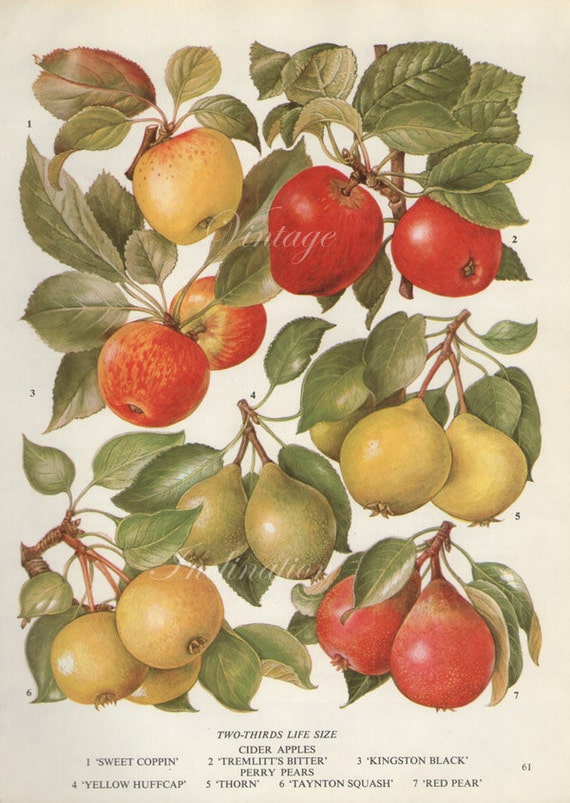 Impresion Botanica Vintage Antigua Apples Varieties 61 Etsy
