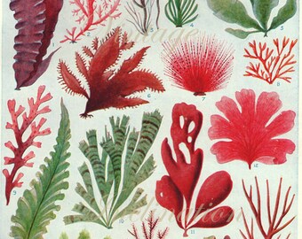 Vintage Botanical Print Antique BRITISH SEAWEED 3414, plant print botanical print, bookplate art print, sea plants plant wall print wall art