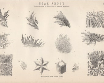 1890 HOAR FROST plate 1 engraving original antique natural science print