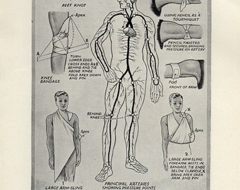 1950 Points, Bandages And Reef Knot - Antique Human Anatomy Print