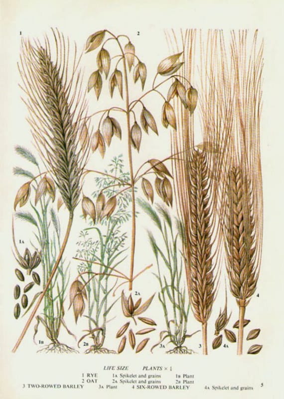 Vintage Botanical Print Antique RYE OATS grains 5, plant print botanical print, bookplate art print, grasses plants plant wall