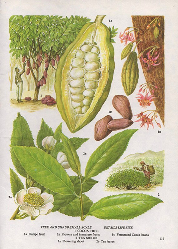 Impresion Botanica Vintage Hoja De Cocoa Beans Antiguo Etsy