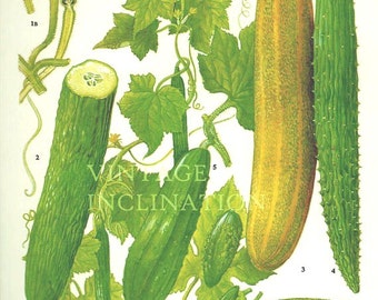 Vintage Botanical Print Antique CUCUMBERS, plant print botanical print, bookplate art print, vegetables plants plant wall