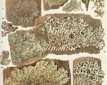 Vintage Antique WOOD LICHEN illustration, book page, book print, bookplate 165