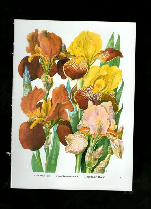 WILD FLOWERS Vintage Botanical Print Antique yellow plant | Etsy