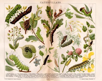 LARGE Antique Natural History Print 1908s INSECTS Woodland Forest Illustration - caterpillars grubs pupa moth Insects Art Print