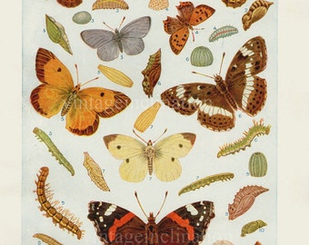 1920s Butterfly Prints, Vintage Antique Book Plate prints, BRITISH BUTTERFLIES plates 3 and 4, butterflies nature art illustrations