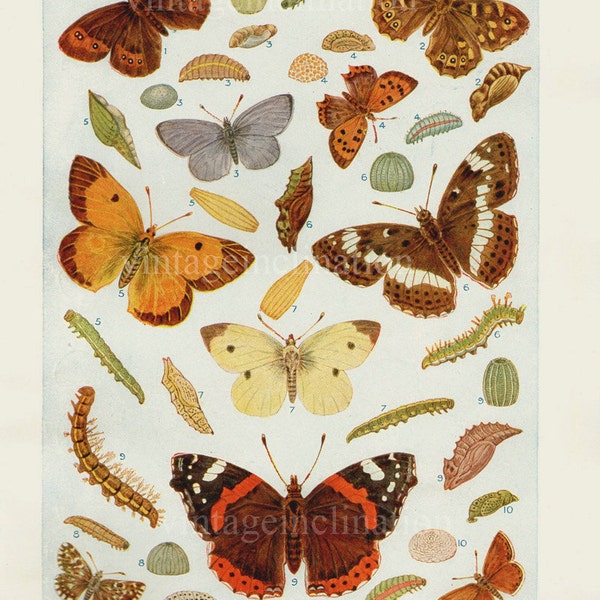 Impressions de papillons des années 1920, gravures d'assiettes de livre ancien vintage, planches 3 et 4 de PAPILLONS BRITANNIQUES, illustrations d'art nature papillons