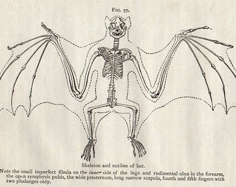 1888 BAT Antique Miniature Animal Anatomy Print