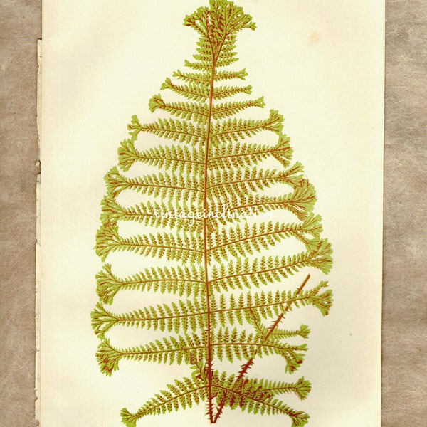 Vintage Print FERN Plate ix 1910, botanical flowers decorative bookplate print wall art