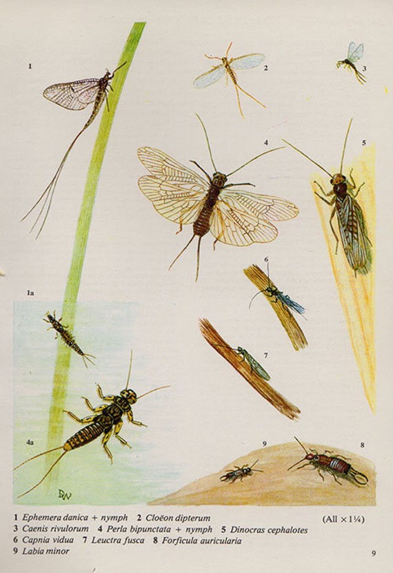 Ancienne Impression Insectes Volants Lithographie Couleur 9 Etsy Ancienne Impression Insectes Volants Lithographie Couleur 9 Etsy