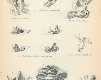 1890 EAR ANATOMY 11 engravings human anatomy print, bookplate chart