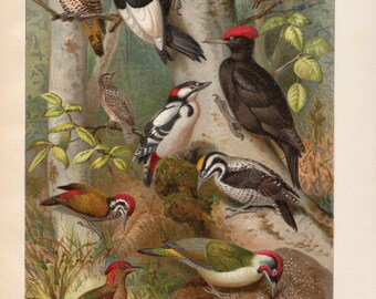 1908 Antique WOODPECKERS birds print, exotic woodlands birds in beautiful colors, pretty plumage, fine art lithograph