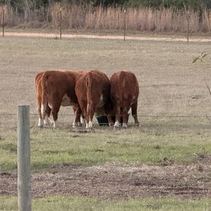 Könnte beinhalten: Drei braune Kühe mit weißen Markierungen an den Beinen stehen auf einer Wiese, die Köpfe gesenkt, wahrscheinlich fressen sie aus einem dunklen Behälter. Die Szene spielt in einer ländlichen Landschaft mit einem Zaun und einer entfernten Baumreihe.