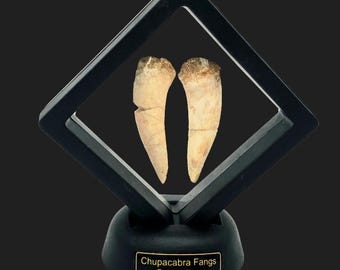 Chupacabra Fang Display | Genuine Enchodus Fossil Teeth
