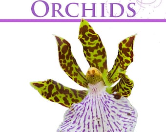 ORCHIDOLOGY GREENHOUSE ORCHIDS Species ~ Varieties ~ Culture Rare illustrated Book 255 Pages Printable or Read on Your iPad Instant Download