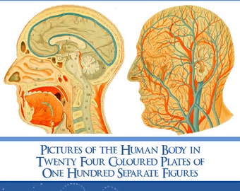 Puede incluir: Un atlas de anatomía vintage con ilustraciones detalladas de la cabeza humana, incluyendo cortes transversales y sistemas vasculares. La portada muestra el título "Atlas of Anatomy" y el texto "Pictures of the Human Body in Twenty Four Coloured Plates of One Hundred Separate Figures."