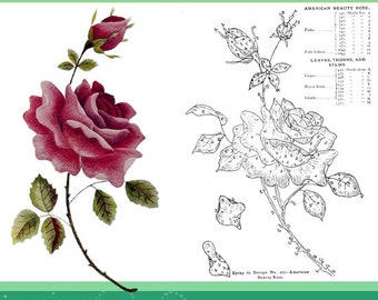 May include: A vintage book cover with the title "Embroidery, Knitting, Crochet" illustrated with a detailed drawing of an American Beauty Rose in black and white and a colored version of the same rose in pink and green.