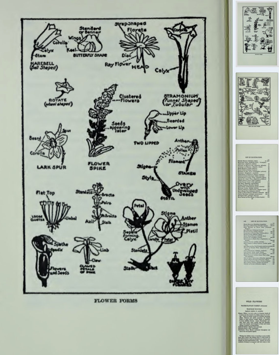WILDFLOWERS REFERENCE GUIDE Illustrations and Wild Flower | Etsy