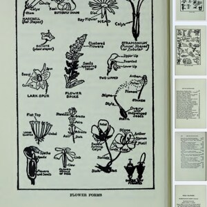 WILDFLOWERS REFERENCE GUIDE Illustrations and Wild Flower Descriptions ...