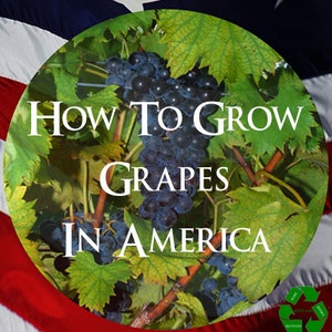 May include: A close-up image of a bunch of ripe grapes with green leaves, against a red, white, and blue American flag background. The text "How To Grow Grapes In America" is written in white letters on the image. The text "Grape Culture and Wine Making" is written in black letters at the bottom of the image.