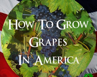 How To GROW GRAPES In AMERICA Illustrated Rare Book On The Culture of American Grapes and Varieties