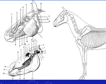ANATOMY of ANIMALS for ARTISTS Rare Illustrated French Study Book of Proportions ~ Muscles ~ Skeletons 331 Pages Printable Instant Download