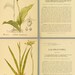 American Homeopathic Plants 369 Pages Printable Rare Illustrated and ...