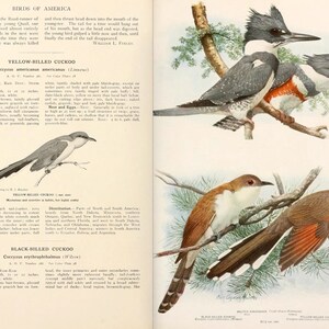 All ABOUT BIRDS of AMERICA Volume 2 Rare illustrated Guide 322 Pages 34 Full Color Pictures Instant Download image 4