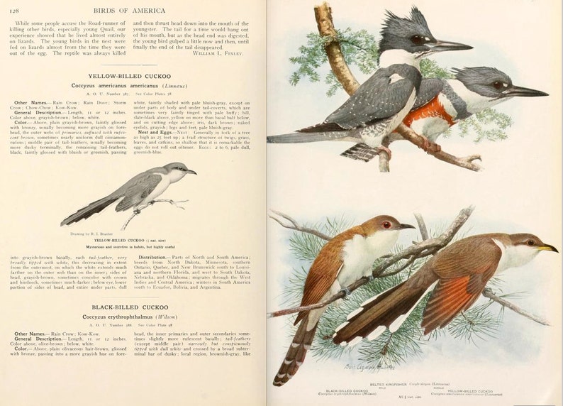 All ABOUT BIRDS of AMERICA Volume 2 Rare illustrated Guide 322 Pages 34 Full Color Pictures Instant Download image 4