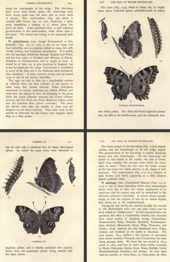 The Illustrated Book of BRITISH BUTTERFLIES 1893 A Rare Practical