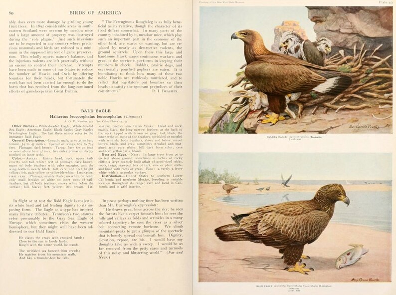 All ABOUT BIRDS of AMERICA Volume 2 Rare illustrated Guide 322 Pages 34 Full Color Pictures Instant Download image 2