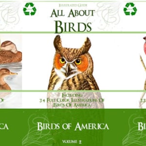 BIRDS of AMERICA 3 Book COLLECTION 3 Volumes of The Rare illustrated Guides with 1000 Pages All About The Birds of America Digital Download