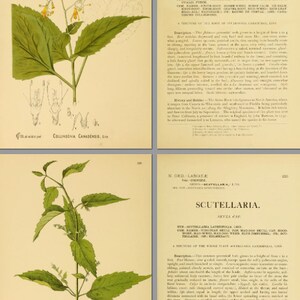 American Homeopathic Plants 369 Pages Printable Rare Illustrated and ...