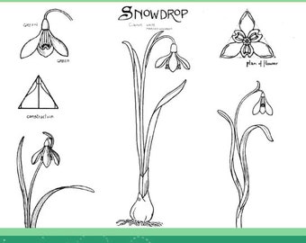 NATURE DRAWING and DESIGN with 12 Plants and 100 Illustrations 58 pages Printable or read on your iPad or Tablet Instant Download
