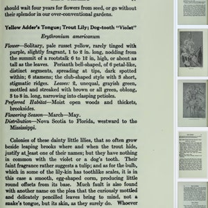 WILDFLOWERS REFERENCE GUIDE Illustrations and Wild Flower Descriptions ...